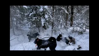 Охота с европейцами! Долгожданная куница!