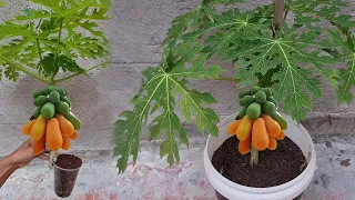 Smart way to  papaya growing  method that really work