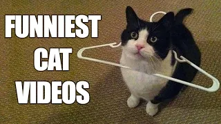 funny and cute cats compilation - cats are simply funny, clumsy and cute! - funny cat compilation