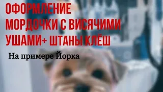 МАСТЕР-КЛАСС ПО СТРИЖКЕ ЙОРКА. ШТАНЫ КЛЕШ И ОФОРМЛЕНИЕ МОРДОЧКИ С ВИСЯЧИМИ УШАМИ. Отрывок