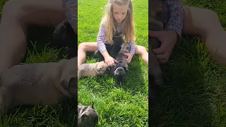 1st time outside 😍#animals #cute #dog #comedy #love #reels #baby #puppy #funny #happy