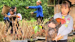 Went to pick papaya and came back to see her catching chickens from mother and child