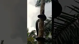 amazing snake climb in a palm tree