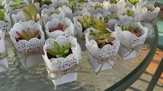 How to Make Wedding Favors Using Succulents