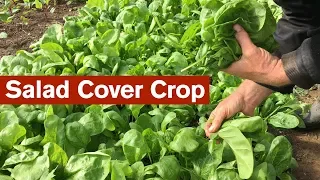 Growing Salad as a Cover Crop
