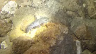 Axolotl in Italia? Andrés Tauchvideos