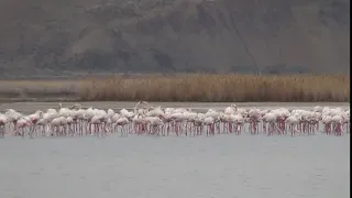 стая розовых фламинго вернулась в Каракалпакстан