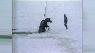Throwback Thursday: A moose rescue in Newfoundland