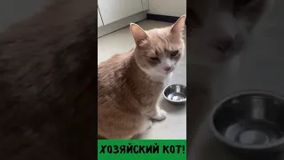 Хозяйский кот! Кот говорит по фене) Голодный кот с пустой миской! Смотреть до конца!