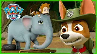 Tracker rettet Affen und Elefanten! - PAW Patrol Germany - Cartoons für Kinder