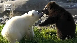 Grizzly Cub and Polar Bear Form Friendship at Detroit Zoo #Shorts