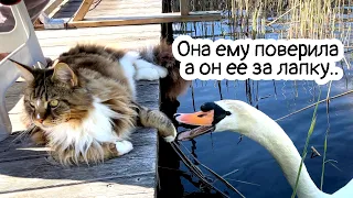 The swan pecked at the cat. She is shocked! From the life of cats and swans.