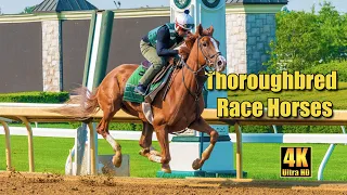 Thoroughbred Race Horses Training at Keeneland Race Track