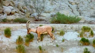 ibex hingol balochistan