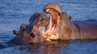 The Breathtaking Wilderness Of Southern Africa | Botswana's Wild Kingdoms | Real Wild Documentary