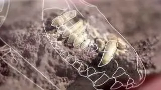 What Can Fossil Teeth Tell Us? — HHMI BioInteractive Video