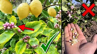 حيلة عبقرية للحافظ على أزهار الليمون من التساقط حتى تحصل على أضعاف ثمار الليمون 🍋🍋من شجرة الحامض