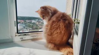 Самый красивый кот - Персик, любуется видом из окна. Рыжий кот персик