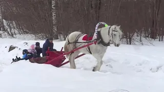 Старый конь