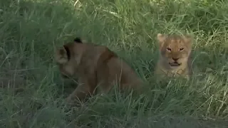 SafariLive April 17 - The tiniest Sausage Tree lion cub is still around!!