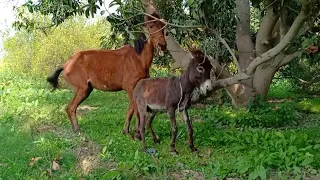 Donkey And Hores meeting || Donkey meeting with horse