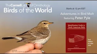 Adventures in bird molt with Peter PyleBirds of the World Discovery Series Webinar Dec. 15, 2022