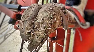 🔴 LUCY the PET COW gets her FIRST PEDICURE 🐮 HOOF TRIMMING - Aaron LaVoy -