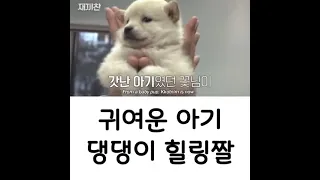 귀여운 아기 댕댕이 힐링짤