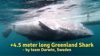 + 4.5 meter long Greenland shark - by team Darwin, Sweden