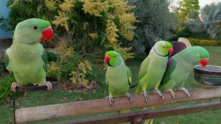 Amazing Indian Ringneck Parrots | Natural Parrot Sounds