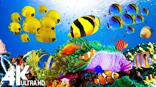 4K Underwater Wonders 🐠 Tropical Fish, Coral Reefs, Sea Turtles - Reduce Stress And Anxiety