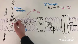 Light-dependent reactions of photosynthesis