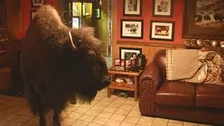 Buffalo in the house - Animal Odd Couples: Episode 2 Preview - BBC One