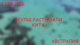 Австралия. Акулы растерзали кита (23.05.2016 г.)