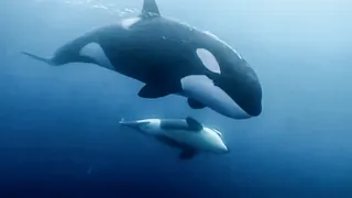 Orcas Or Killer Whales