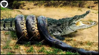 Anaconda python attacks crocodile to steal prey | Anaconda vs Crocodile - Wild Animal Attacks