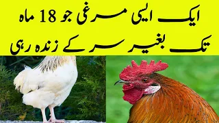 The Chicken That Lived for 18 Months Without a Head in Urdu/Hindi |Everyday Science|