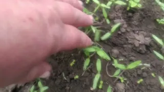 Мої методи посіву помідорів