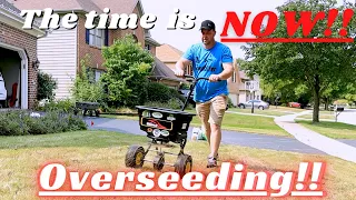 Watch this BEFORE overseeding your lawn!