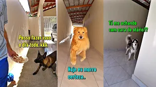 Corri com um prato de frango na mão até cansar meus cães - (O Husky foi veiaco..😂😂😂)