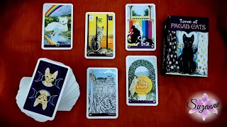 Tarot of The Pagan Cats Mini Deck  - Full Flip Through