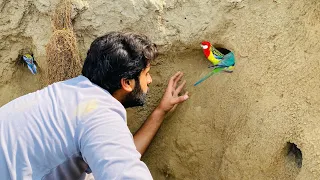 Khatrnak jaga sy Budgies Parrots pakr liya 🦜 | Apna Dihat