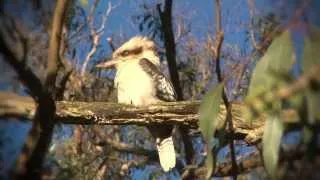 Laughing Kookaburra - Australia
