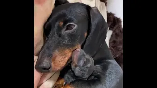 Proud Dachshund Dog Mother with New born puppy