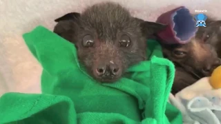 Daily life clips:  baby flying-foxes on the airer having a nap