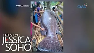 Kapuso Mo, Jessica Soho: Higanteng 'kugtong' sa Cebu, kumakain daw ng tao?!