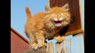 😺 Cheeky orange cats! 🐈 Funny video with cats and kittens for a good mood! 😸