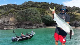 Hauraki Gulf - Yellowtail Kingfish !