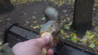 О белках под дождём / About squirrels in the rain