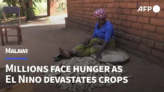 Millions face hunger in Southern Africa as El Nino devastates crops | AFP